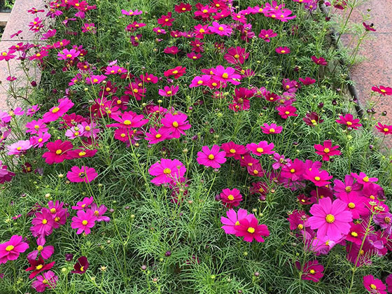 象山庆典鲜花|租赁酒店植物摆设